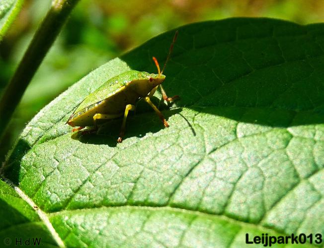 Leijpark013   26 &amp; 27 september 2020 