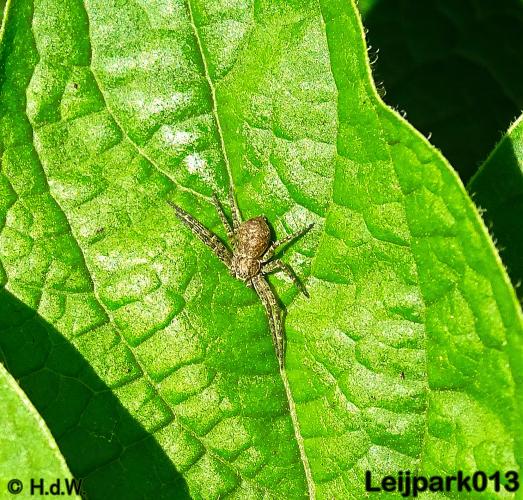 Leijpark013   26 &amp; 27 september 2020 