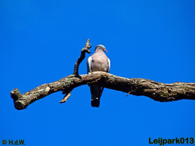 Leijpark013   26 &amp; 27 september 2020 