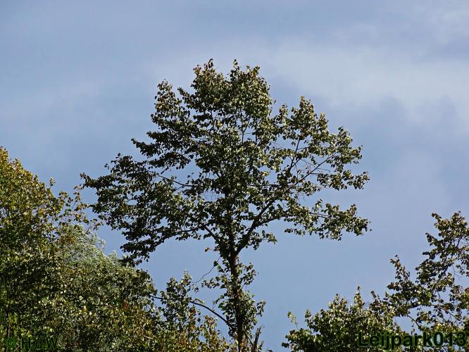 Leijpark013   26 &amp; 27 september 2020 