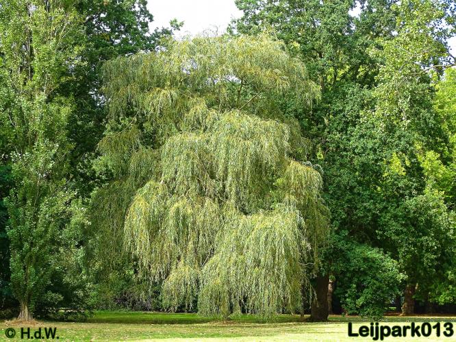 Leijpark013   26 &amp; 27 september 2020 