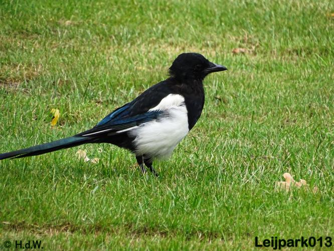 Leijpark013   26 &amp; 27 september 2020 