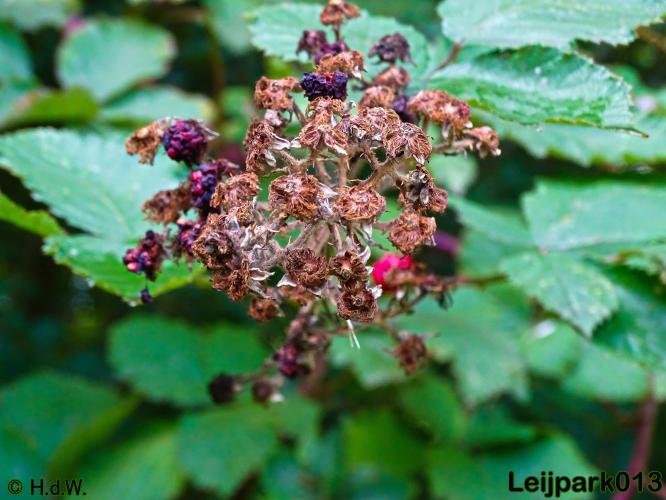 Leijpark013   26 &amp; 27 september 2020 