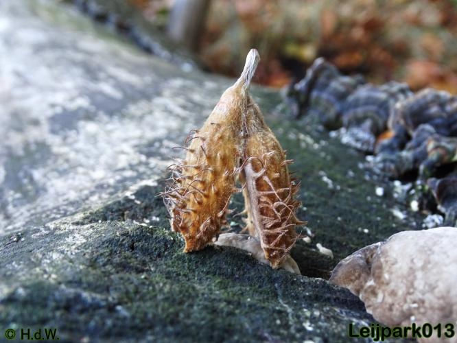 Leijpark013   26 &amp; 27 september 2020 