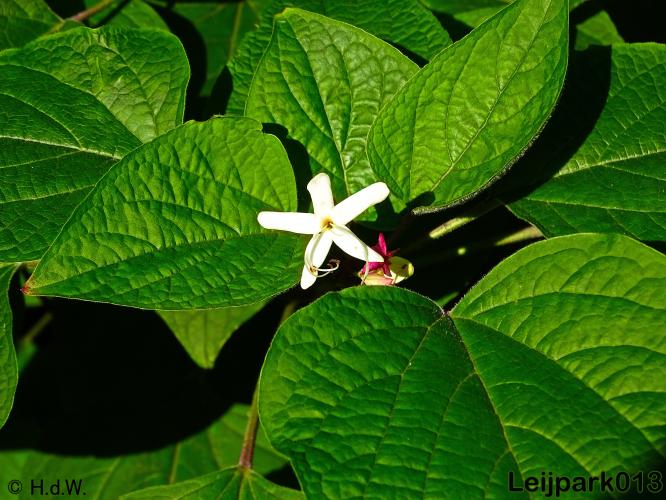 Leijpark013   26 &amp; 27 september 2020 