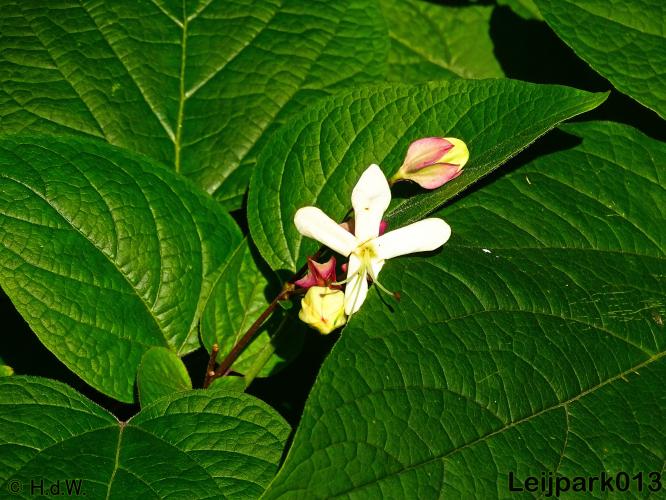 Leijpark013   26 &amp; 27 september 2020 