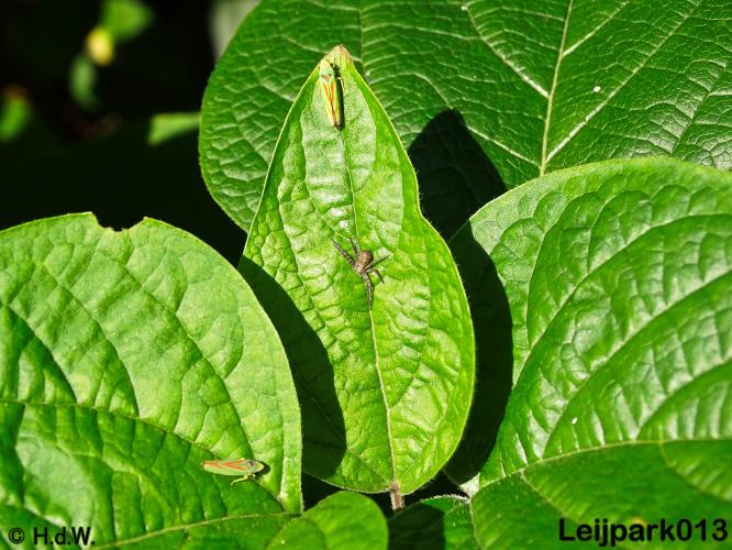 Leijpark013   26 &amp; 27 september 2020 