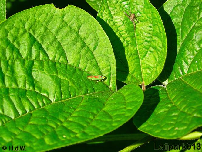 Leijpark013   26 &amp; 27 september 2020 