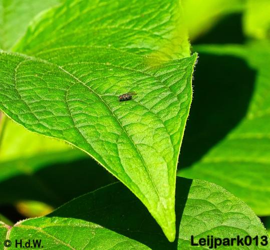 Leijpark013   26 &amp; 27 september 2020 