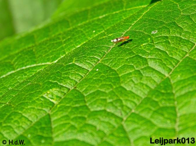 Leijpark013   26 &amp; 27 september 2020 