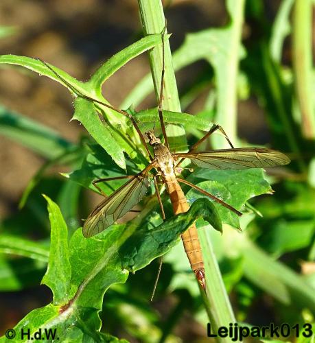 Leijpark013   26 &amp; 27 september 2020 