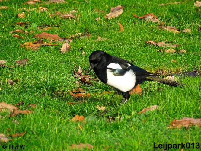 Leijpark013 17 &amp; 18 november 2020