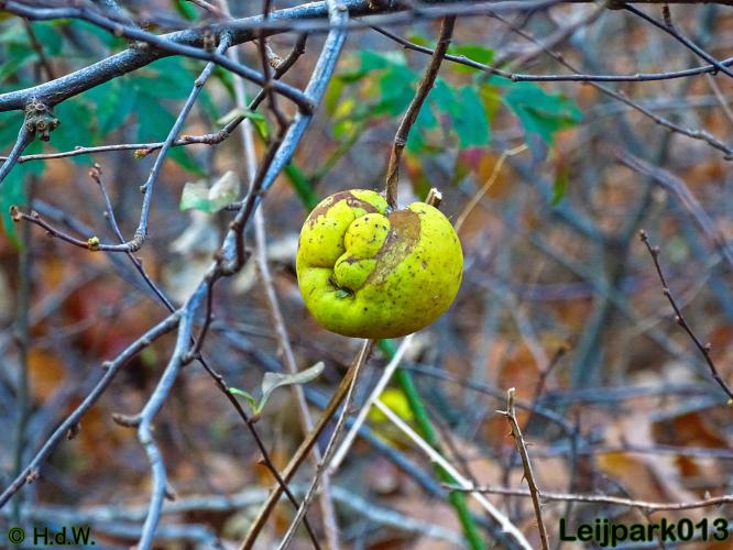 Leijpark013 17 &amp; 18 november 2020