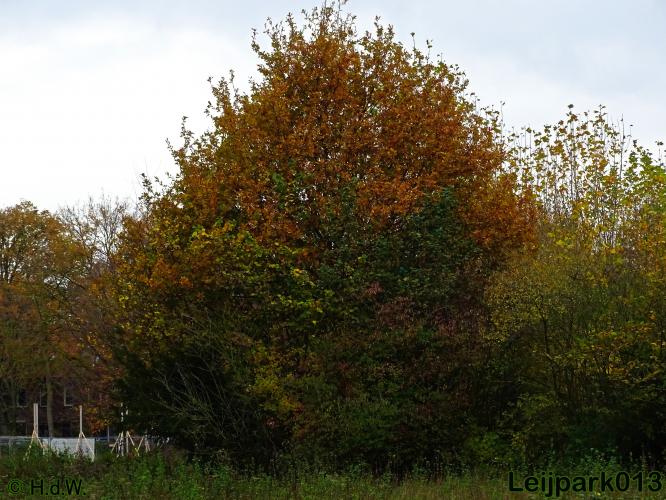 Leijpark013 17 &amp; 18 november 2020