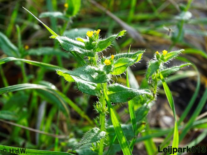 Leijpark013 17 &amp; 18 november 2020