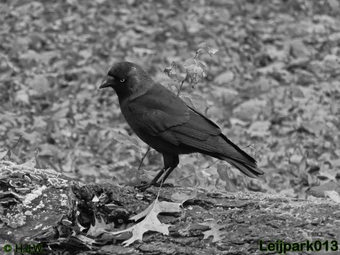 Leijpark013 17 &amp; 18 november 2020