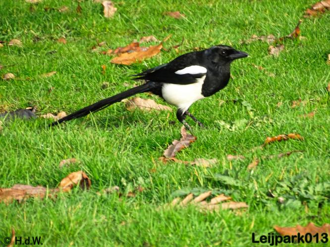 Leijpark013 17 &amp; 18 november 2020