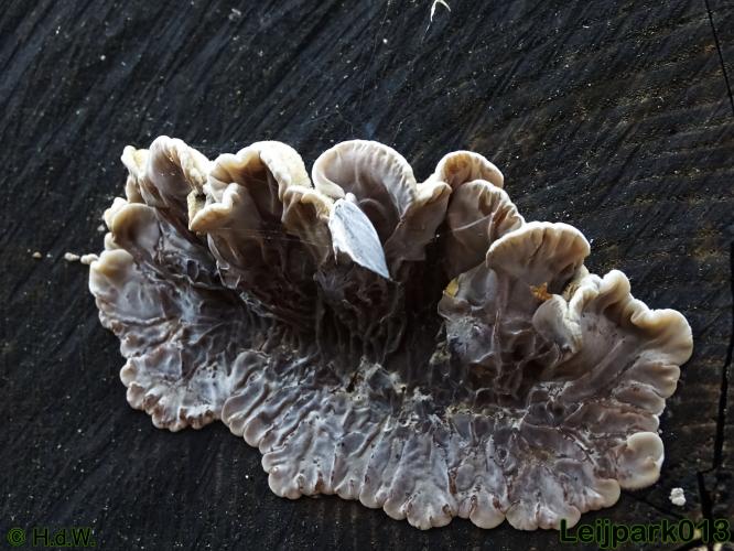 Leijpark013 17 &amp; 18 november 2020