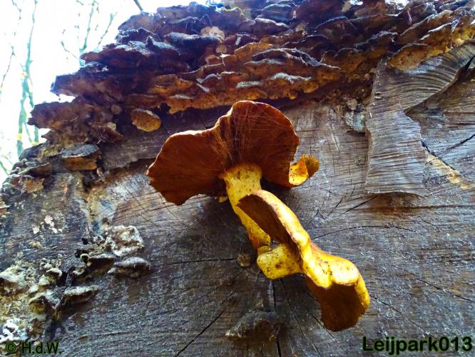 Leijpark013 17 &amp; 18 november 2020