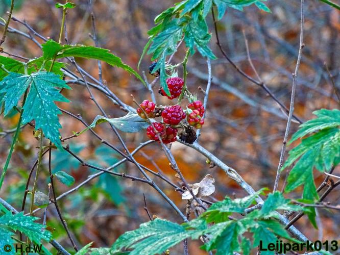 Leijpark013 17 &amp; 18 november 2020