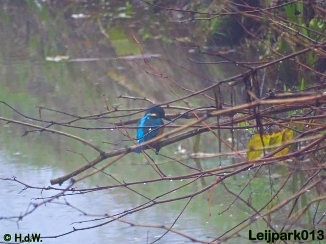 Leijpark013 17 &amp; 18 november 2020