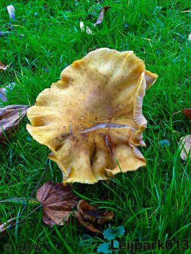 Leijpark013 17 &amp; 18 november 2020