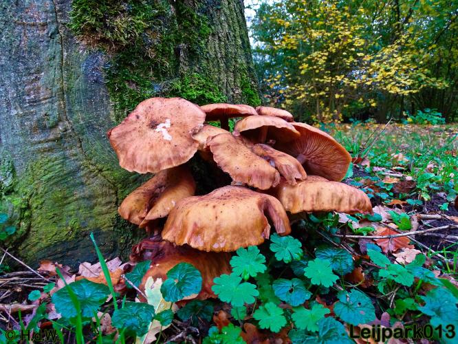 Leijpark013 17 &amp; 18 november 2020