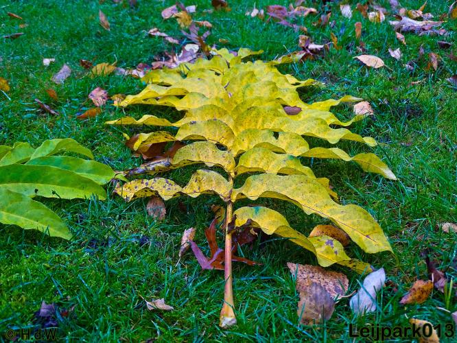 Leijpark013 17 &amp; 18 november 2020