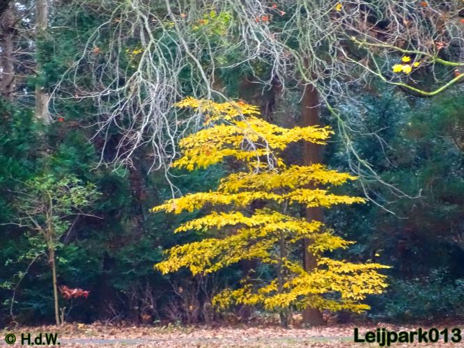 Leijpark013 17 &amp; 18 november 2020