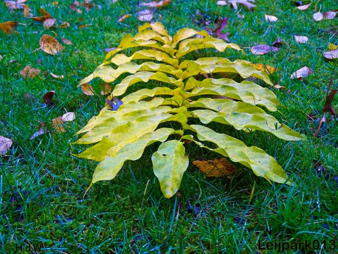 Leijpark013 17 &amp; 18 november 2020