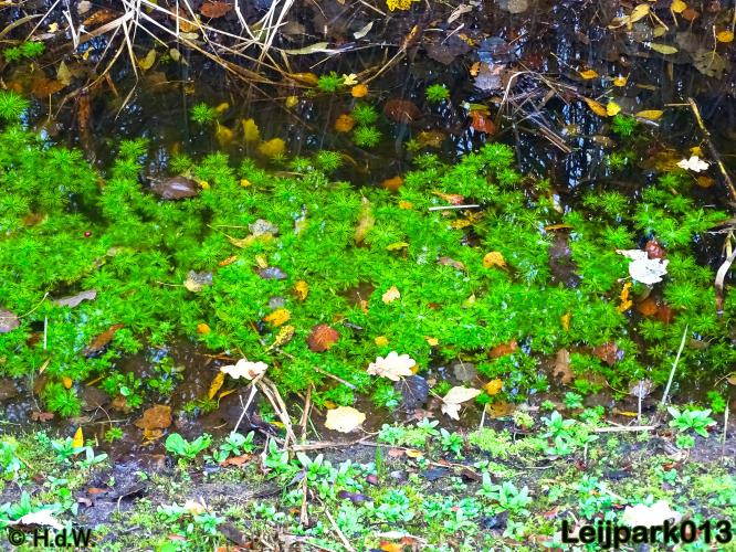 Leijpark013 17 &amp; 18 november 2020