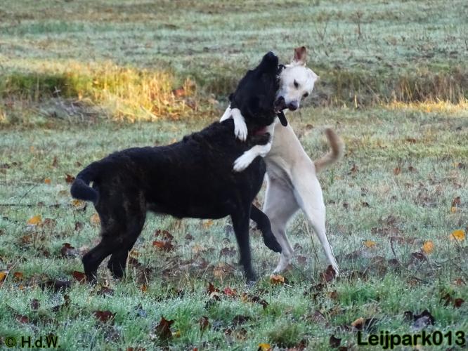 Leijpark013 27 november 2020 hondjes 