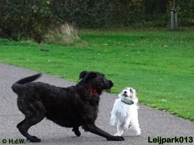 Leijpark013 27 november 2020 hondjes 