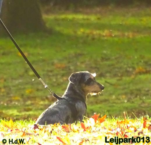 Leijpark013 27 november 2020 hondjes 