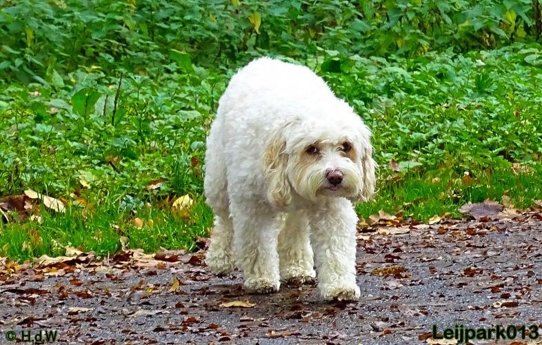 Leijpark013 27 november 2020 hondjes 