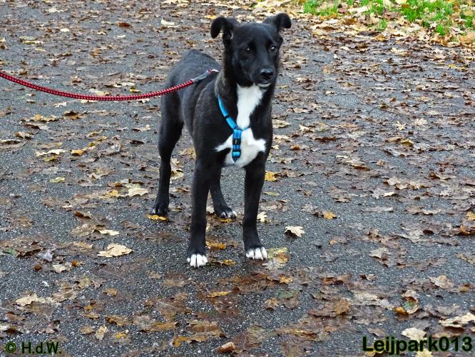 Leijpark013 27 november 2020 hondjes 