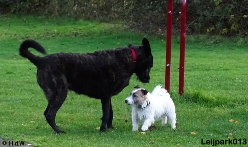Leijpark013 27 november 2020 hondjes 