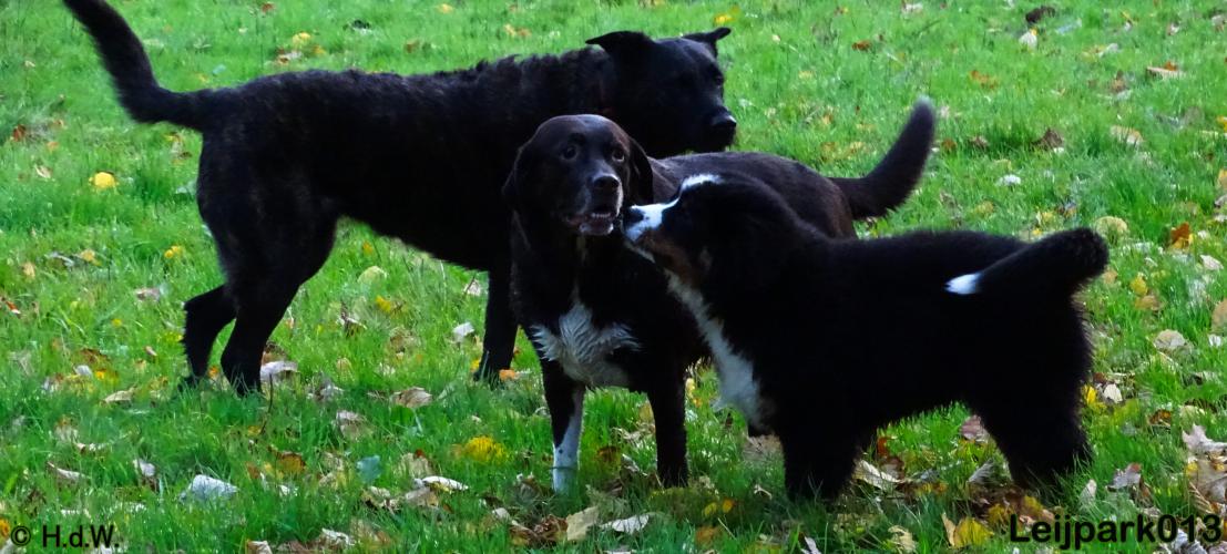 Leijpark013 27 november 2020 hondjes 
