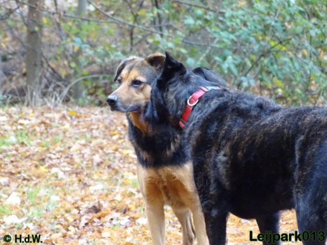 Leijpark013 27 november 2020 hondjes 
