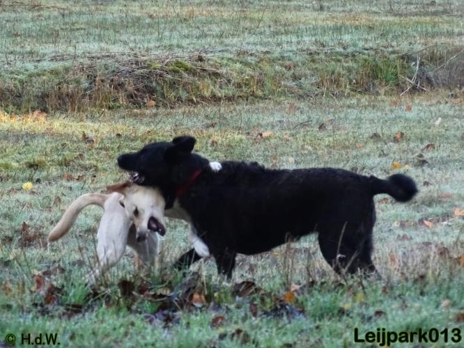Leijpark013 27 november 2020 hondjes 