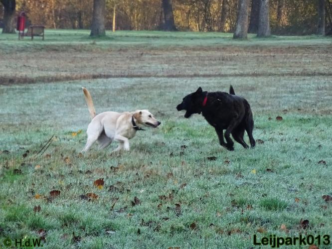 Leijpark013 27 november 2020 hondjes 