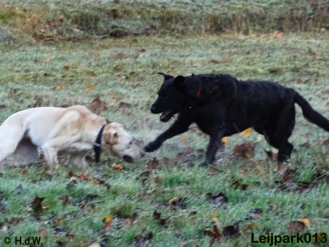 Leijpark013 27 november 2020 hondjes 