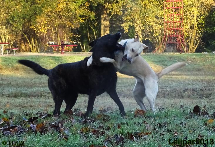 Leijpark013 27 november 2020 hondjes 