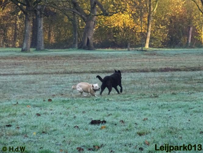 Leijpark013 27 november 2020 hondjes 