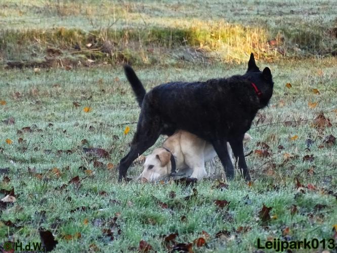 Leijpark013 27 november 2020 hondjes 