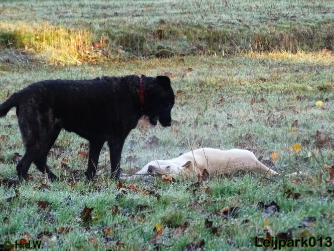 Leijpark013 27 november 2020 hondjes 