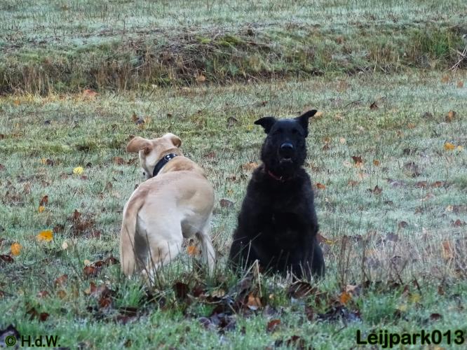 Leijpark013 27 november 2020 hondjes 