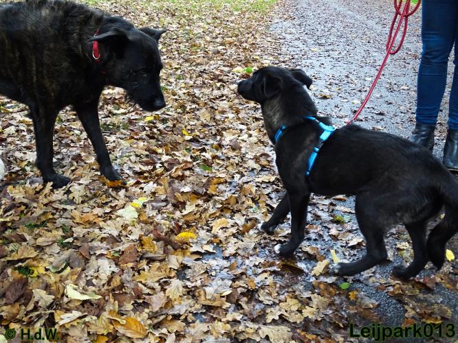 Leijpark013 27 november 2020 hondjes 
