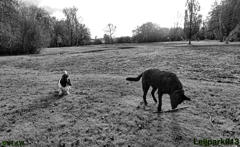 Leijpark013 27 november 2020 hondjes 