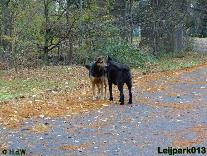 Leijpark013 27 november 2020 hondjes 